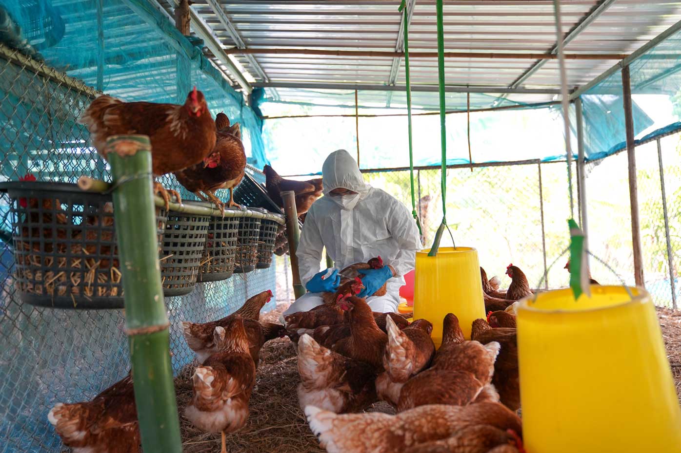 A worker tests poultry for avian flu