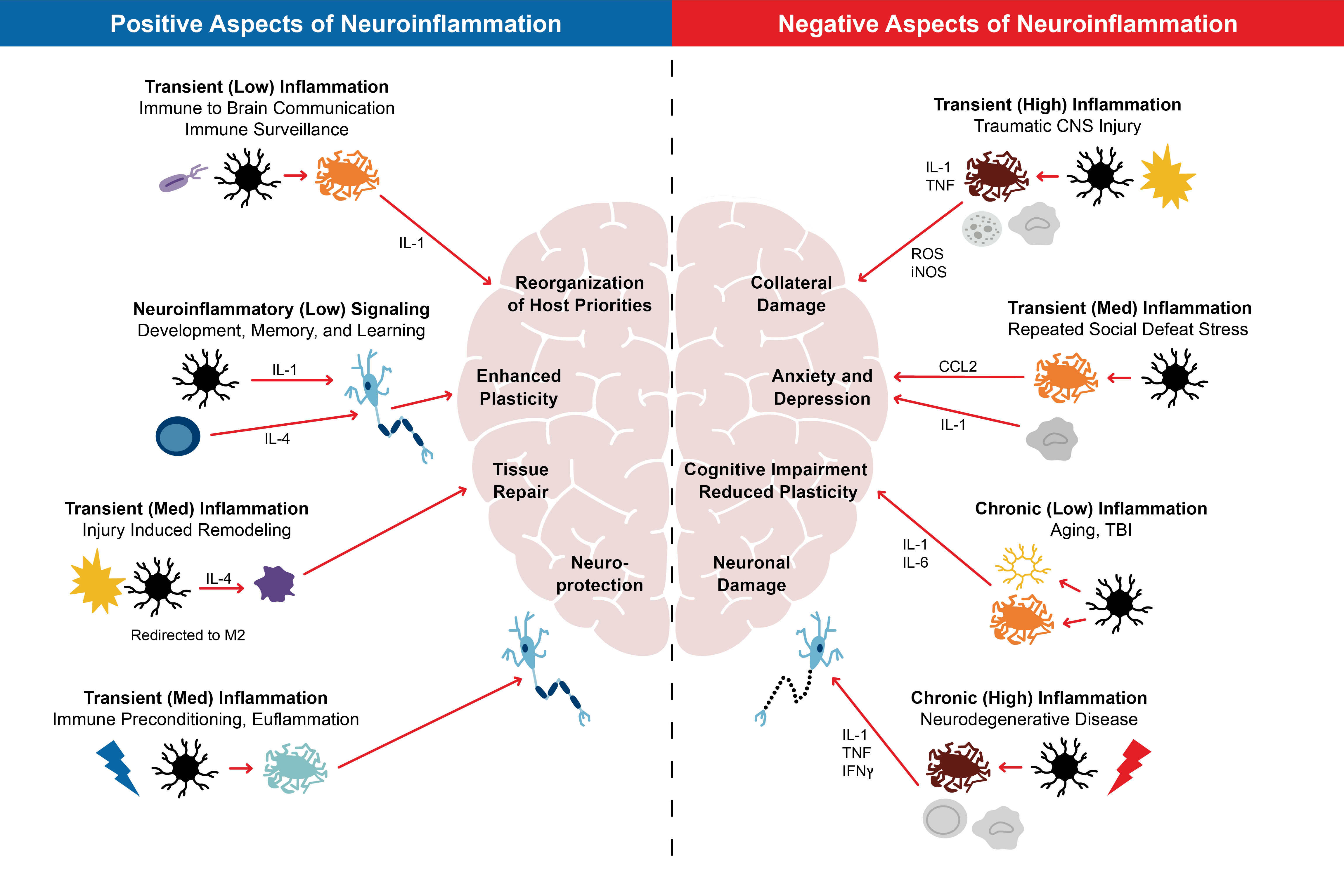 Glial Cells and Persistent Pain: Recent Advances | RGA