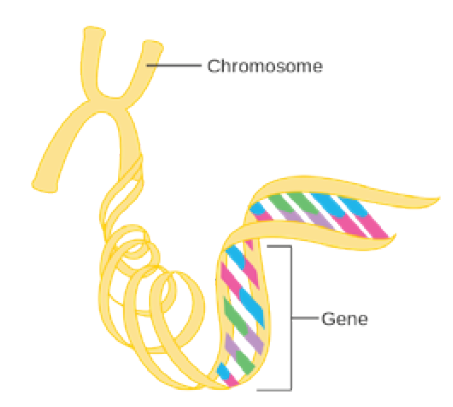 File:Diagram 1 of 2 showing stage 3B breast cancer CRUK 004.svg