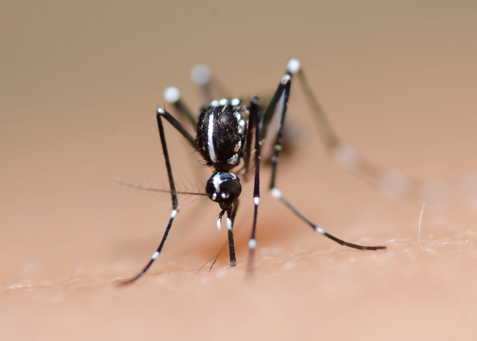 Mosquito - Zika