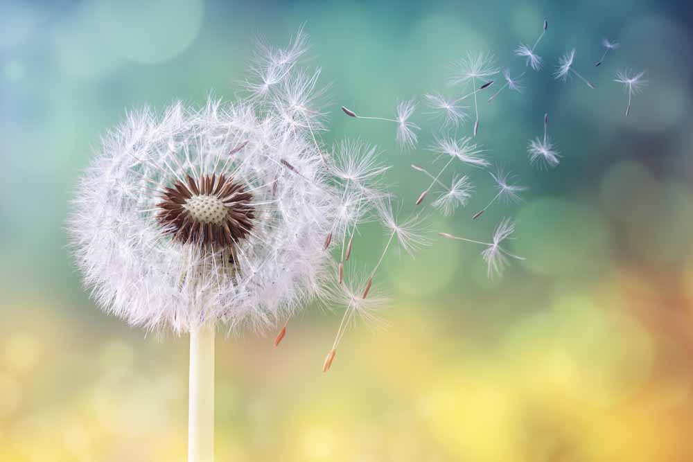 Allergies with dandelion in the wind